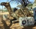 search3fq3dthe2bcamel2bbookmobile2bimage26hl3den26client3dsafari26sa3dx26rls3den26tbm3disch26prmd3divnsbitbs1_1