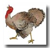 turkey-clipart-3